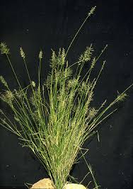 Image result for Aristida canescens