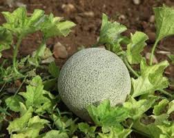 Honigmelone Melonen Anbauen Melonen Pflanzen Melonen