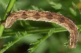 Image result for Eupithecia icterata