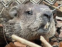 Suffocating groundhog in your cage trap is another humane way of killing the animal. Groundhog Wikipedia