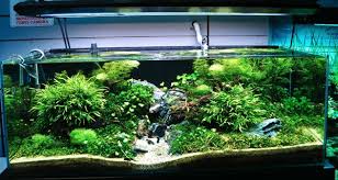 Planted Aquarium Aquarium Fresh Water