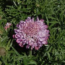 Image result for Scabiosa columbaria