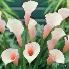 Zantedeschia Pink Giant Zantedeschia Lily Plants Calla Lily