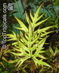 Image result for Doryopteris