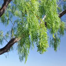 Image result for Prosopis glandulosa