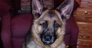 Check spelling or type a new query. Dwarf German Shepherd Victim Of Cruel Breeding Industry Puppy Mills Barred From Love