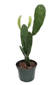 Prickly pear cactus, as with most prickly pears, is instantly recognizable as a cactus by its they rarely bloom indoors, but their large yellow, purple, red, or orange flowers are very attractive. Prickly Pear Cactus Opuntia Great Houseplant Easy 6 Pot Walmart Com Walmart Com