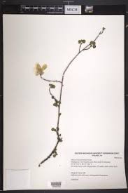 Image result for Cienfuegosia digitata