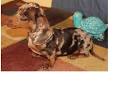 Miniature Dachshund Puppies for Sale - PuppyFind