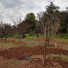 This is one of the most important sprays that can be applied to fruit trees, and one of the least toxic of all spray materials for the homeowner to handle. Deciduous Fruit Tree Pruning Primer Finegardening