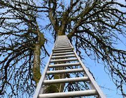 You want to ensure that the company has liability insurance and worker's compensation insurance. What Insurance Should Tree Care Service Companies Have American Climbers Tree Service Hopkinton Ma
