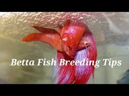 Fighter Betta Fish Breeding Tips Malayalam Youtube