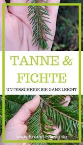 Nadelbaume Erkennen Tanne Fichte Leicht Unterscheiden Fichten Pflanzen Fichte Baum