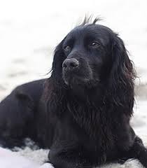 Check spelling or type a new query. Lupo Dog Wikipedia