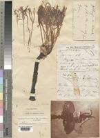 Image result for Ammocharis tinneana