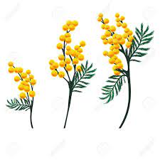 Https Previews 123rf Com Images Blackspring Blackspring1401 Blackspring140100045 25042076 Fleurs Mimosa Jpg Mimosa Flower Flower Drawing Mimosa