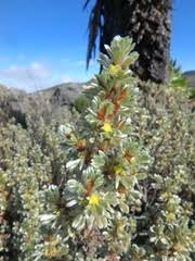 Image result for Oreophyton falcatum