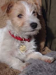 Pin By Alinur Yonsel On Furry Friends Dog Friends Jack Russell Dogs Dog Lovers