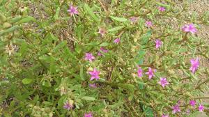 Check out edible purslane plants on ebay. Sea Purslane Sesuvium Portulacastrum Tucker Bush