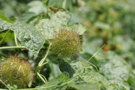 Image result for Passiflora foetida