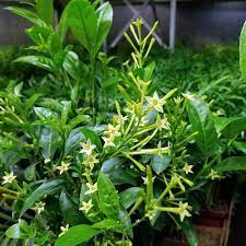 How much irrigation need to give to the plant and if it possible to grow it in planter, flowerpot, containers or to grow and care at outdoor, what is hardiness zone and if the plant can grow indoor as houseplant? Amazon Com Ohio Grown Night Blooming Jasmine Plant Cestrum Nocturnum 4 Pot House Plants Garden Outdoor