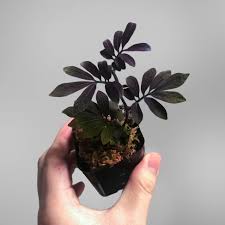 Image result for Solanum linneanum