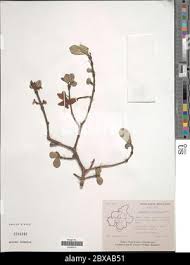 Image result for Gardenia resinifera