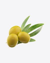 Including transparent png clip art, cartoon, icon, logo, silhouette, watercolors, outlines, etc. Download Olive Branch Transparent Png On Yellow Images