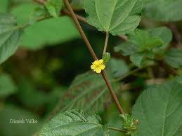 Image result for Corchorus aestuans