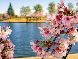 Allen smith offer advice on spring gardening. Spring In San Diego Weather And Event Guide