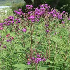 Image result for Vernonia brachycalyx