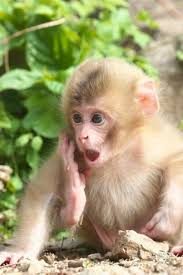  17 Ide Acc Humor Hewan Monyet Lucu