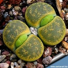Image result for Lithops lesliei