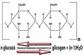 Hidroliza enzimatica a amidonului din cereale si cartofi au aplicatii intense in fabricarea alcoolului si a berii. Poliglucide Referat