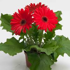 Image result for Gerbera jamesonii