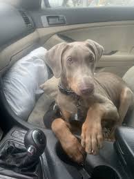 Where to find doberman pinscher puppies for sale. Doberman Pinscher Puppies For Sale Greensboro Nc 325506