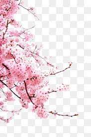 Cherry Blossoms Bunga Sakura Bunga Ilustrasi Poster