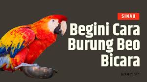 Bagaimana Bisa Seekor Burung Beo Berbicara?|SINAU - Kompas TV | Vidio