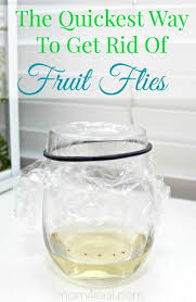 How To Get Rid Of Fruit Flies Or Gnats Tip Of The Day Fruit Flies Fruit Flies In House Fruit Fly Trap Diy