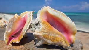Queen Conch Righting Itself - Fish - Spearfishing World Forum