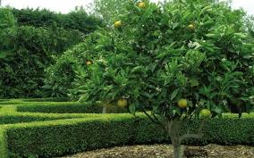 Check spelling or type a new query. Lime Mexican Key