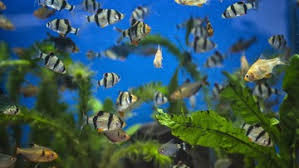 Di dalamnya terdapat berbagai macam keajaiban yang lahir dari berbagai interaksi berbagai unsur. 10 Jenis Ikan Hias Air Tawar Berukuran Kecil