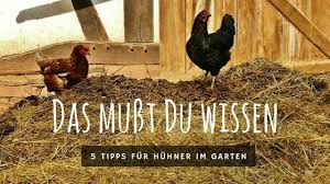 Huhner Im Garten Halten Erfahrungen Und Tipps Huhner Im Garten Huhner Huhnerhaltung Im Garten