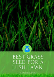 Maybe you would like to learn more about one of these? Best Grass Seed For A Lush Lawn Happy Diy Home