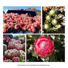 Image result for Protea enervis