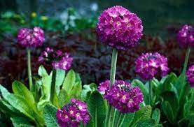Primula Denticulata De Drumstick Primula Rhs Gardening Primula Denticulata Primula Plants For Shady Areas