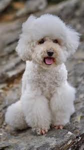 Mezcla De Pug Con Poodle