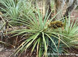 Image result for Cleistanthus polystachyus