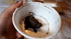 Maybe you would like to learn more about one of these? Baby Alligator Snapping Turtle Unboxing Youtube