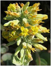 Image result for Kalanchoe brachyloba